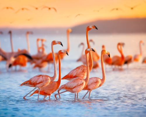 Flamingoes Lake Manyara