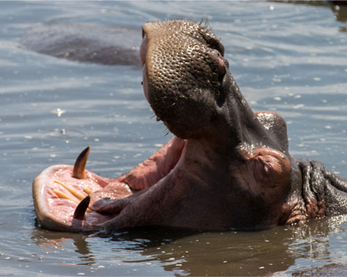 Lake Manyara Hippo in Pool